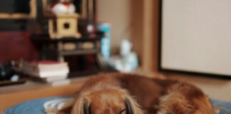Kidney Disease in Dogs