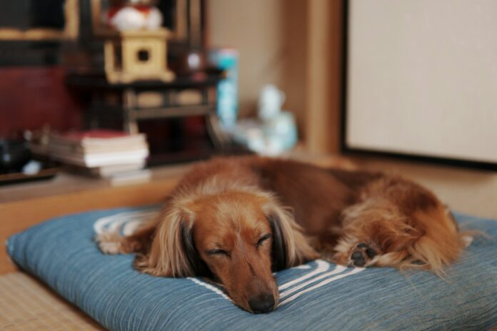kojirou-sasaki-oYw6FH_Vvyc-unsplash Kidney Disease in Dogs