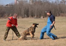 From Chaos to Control: How Obedience Training Helps Aggressive Dogs Find Balance Obedience Training Helps Aggressive Dogs Find Balance