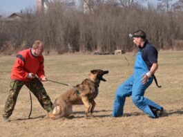 Obedience Training Helps Aggressive Dogs Find Balance