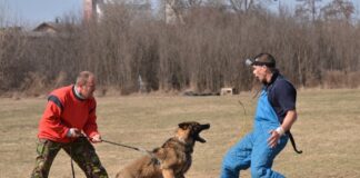 Obedience Training Helps Aggressive Dogs Find Balance