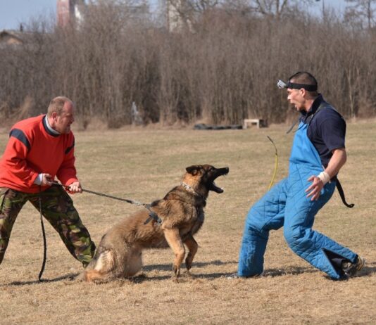 Obedience Training Helps Aggressive Dogs Find Balance