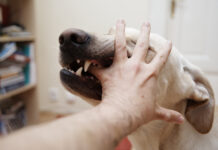 Establish Liability When Dog Causes Injuries