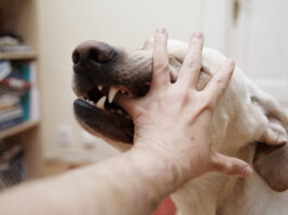 Establish Liability When Dog Causes Injuries