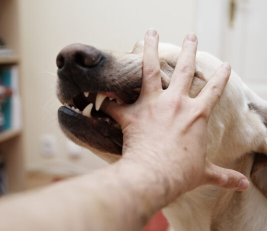 Establish Liability When Dog Causes Injuries
