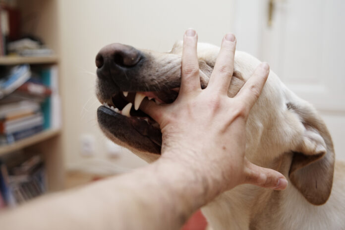 Establish Liability When Dog Causes Injuries